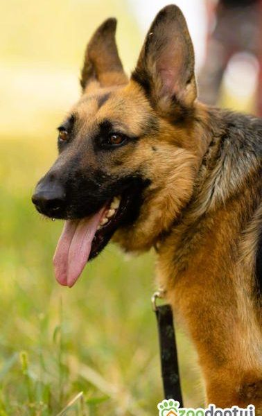 GANA - piękna sunia w typie owczarka szuka domu