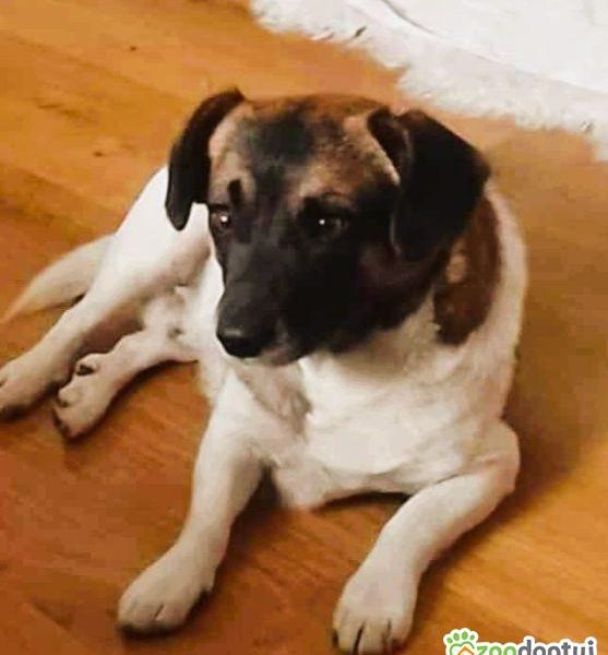 SZAFIR - niewielki psiak szuka domu po śmierci Pana