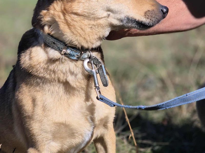 Snikers - kot w ciele psa szuka domu!