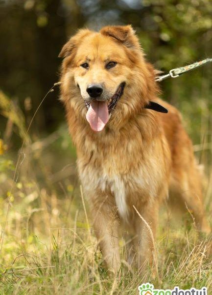 CYNAMON - piękny psiak szuka najlepszego domu