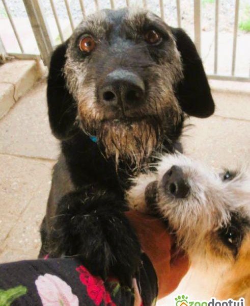 BRÓDKA - cudna sunia w typie mini wyżła szuka domu