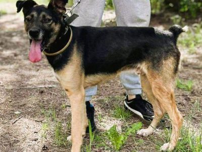 ATOS - zapomniany przez wszystkich? szuka PILNIE domu