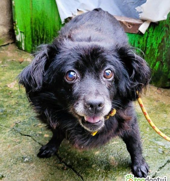 MEGI - biedna, przerażona sunia w schronisku, RATUJ!