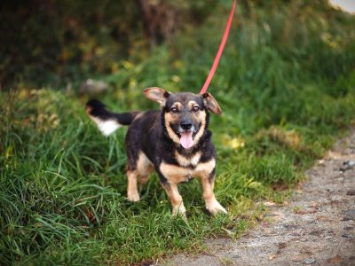 Baloo - niskopodłogowy wesołek szuka domu!