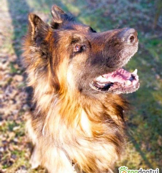 RAMBO - piękny, owczarek długowłosy szuka domu