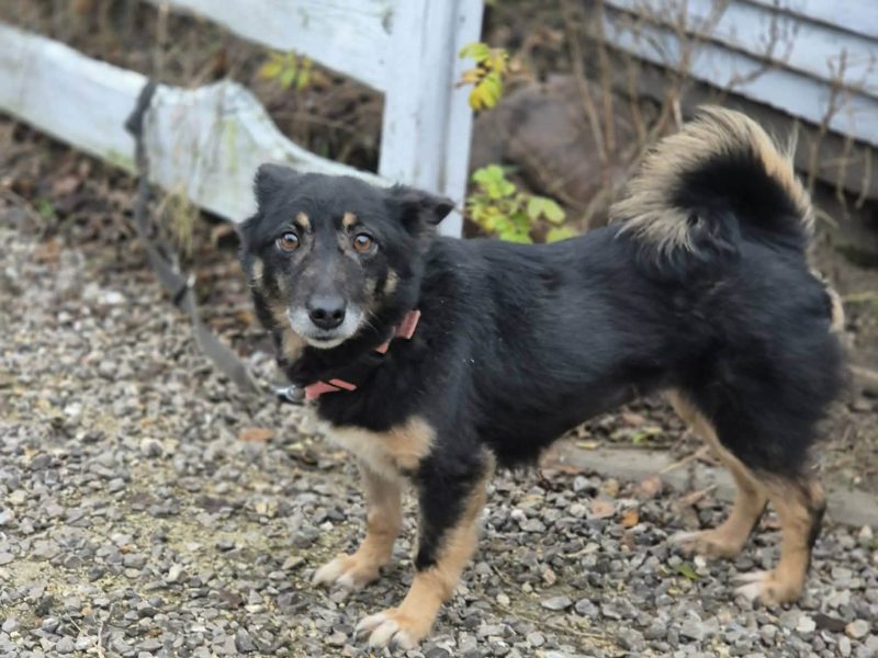 Józia - nakolankowa, wesoła sunia szuka domu!