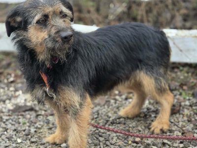 Kokosia - niewielka, delikatna sunia w typie terierka