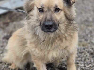 Maniuś – mały promyk radości szuka domu