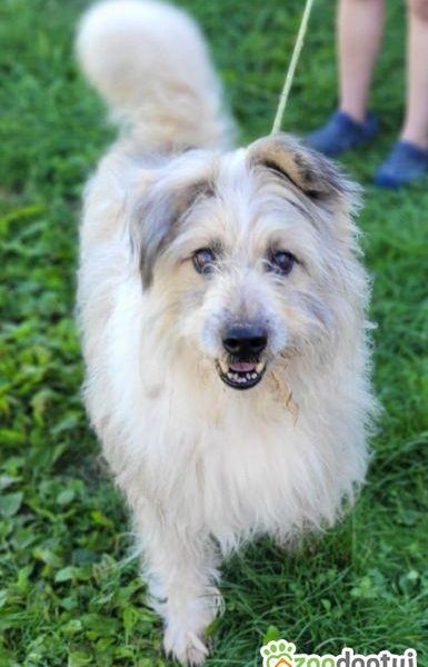 FILC - starszy, kochany psiak szuka domu