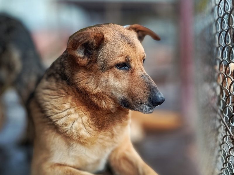 Linda - spokojna, kochana, delikatna sunia!