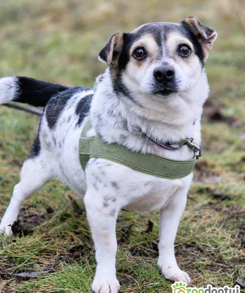 OLUŚ - niewielki, wrażliwy psiak szuka domu