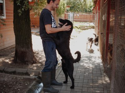 Pluto - łagodny, wesoły LABRADOR mix szuka domu
