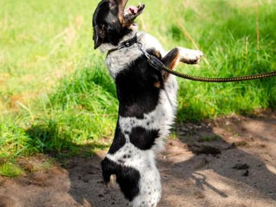 Łatek - inteligentny, radosny, kochający człowieka