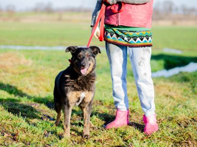Red - cudowny, zwykły pies o niezwykłym sercu