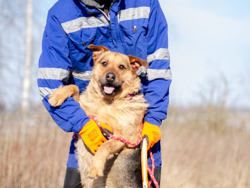 Kufel - fantastyczny, szorstkowłosy psiak szuka domu!