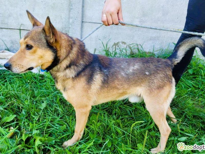 KUMPEL - cudny psiak szuka najlepszego domu