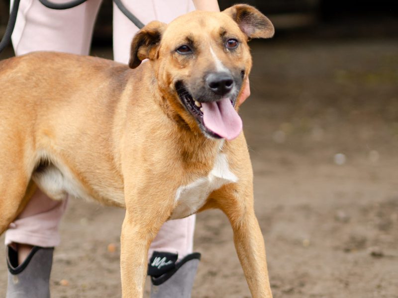 Doniu - młody, łagodny rudzielec szuka domu!
