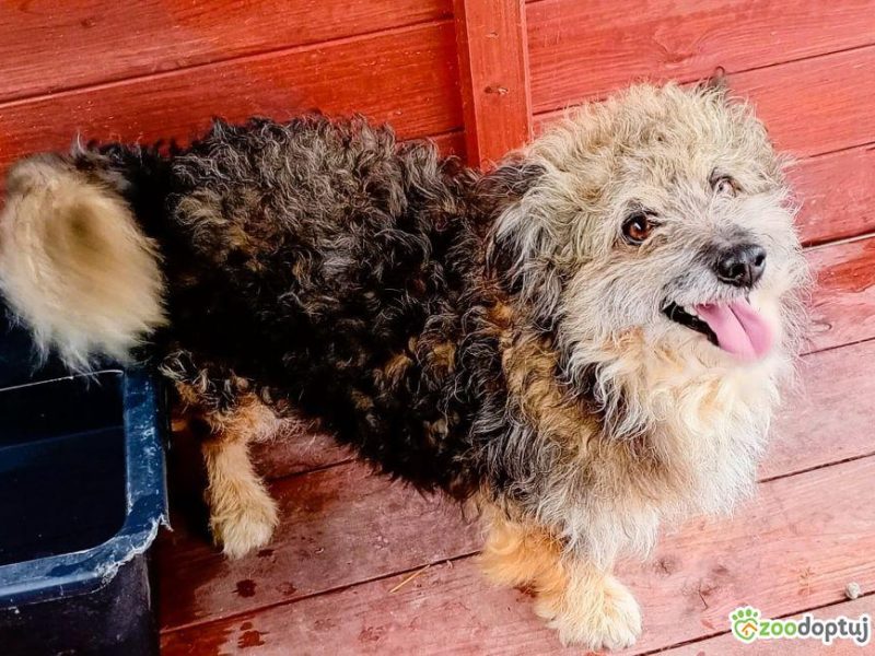 LOCZEK - mały, kochany psiak szuka domu