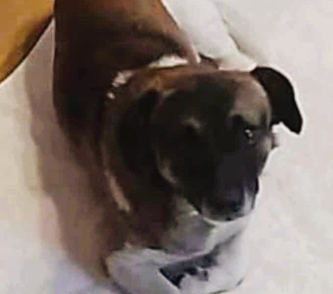 SZAFIR - niewielki psiak szuka domu po śmierci Pana