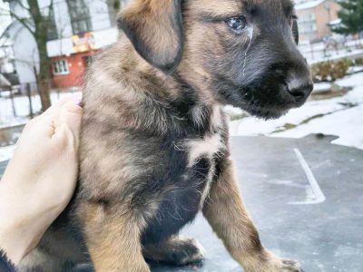 7 szczeniaczków PILNIE szuka najlepszych domów