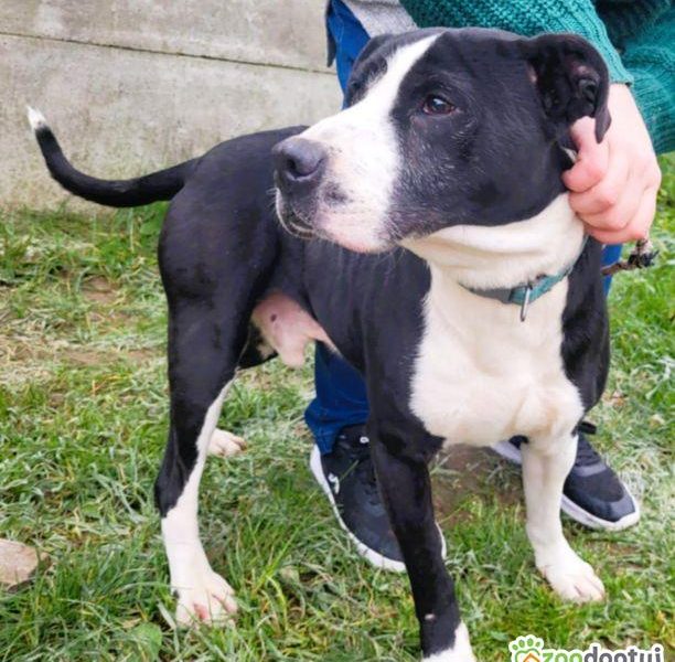 BINGO - kochany psiak w typie amstaffa szuka mądrego domu