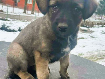 TOSIA - delikatna szczeniaczka błaga o szansę i dom!