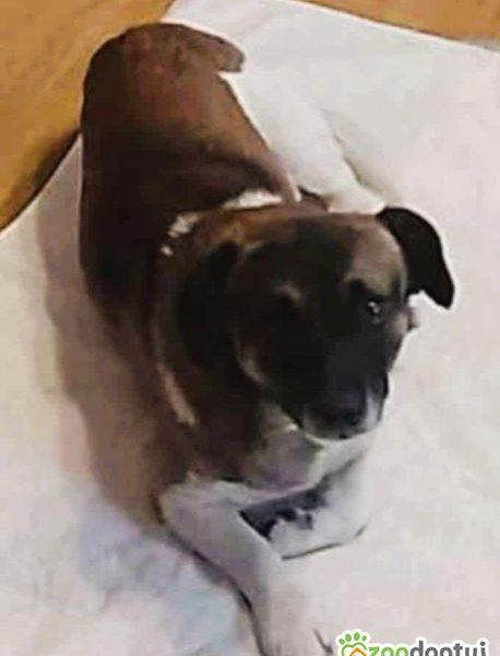 SZAFIR - niewielki psiak szuka domu po śmierci Pana