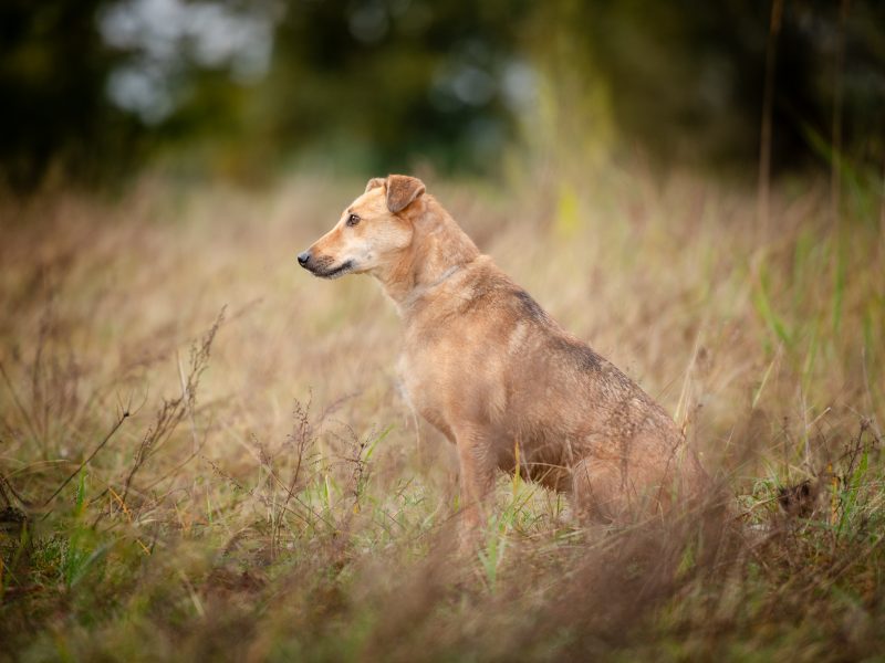 Snikers - kot w ciele psa szuka domu!