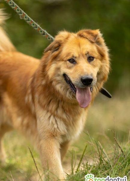 CYNAMON - piękny psiak szuka najlepszego domu