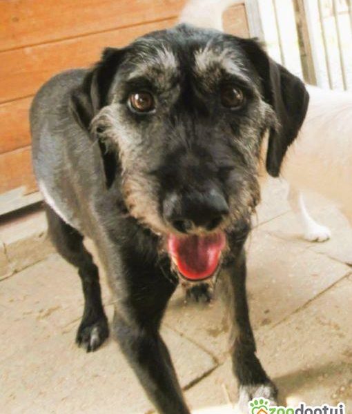 BRÓDKA - cudna sunia w typie mini wyżła szuka domu