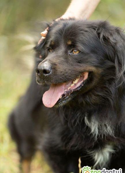 MORUSEK - cudowny psiak szuka najlepszego domu