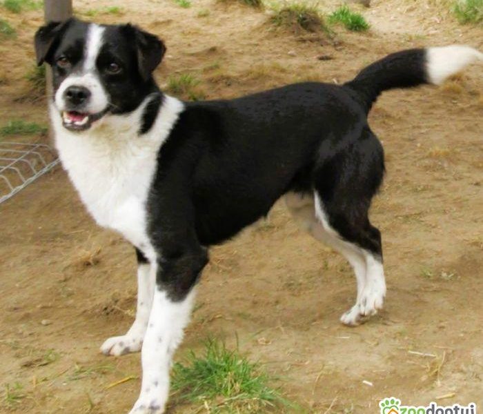 RINO - mały, kochany psiak szuka super domu