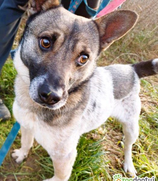 PRECELEK - niewielki, kochany psiak szuka domu