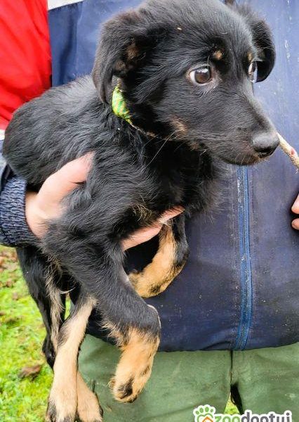 MILO - cudowny psiaczek szuka najlepszego domu