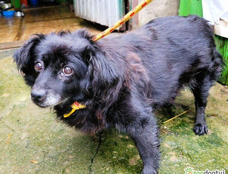 MEGI - biedna, przerażona sunia w schronisku, RATUJ!