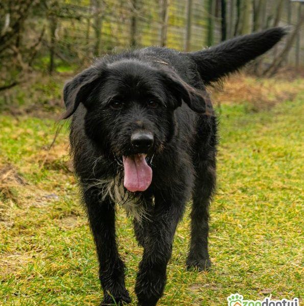 FADO - piękny psiak w typie wyżła szuka domu