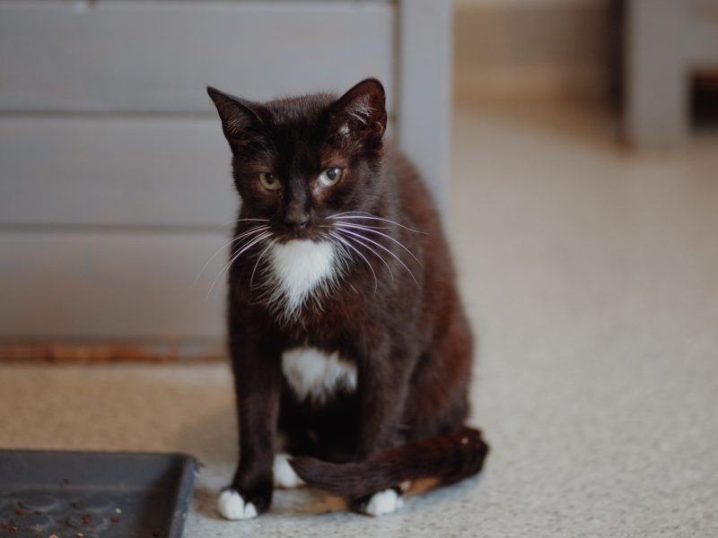 Bryś - wspaniały, delikatny kotek szuka domu!