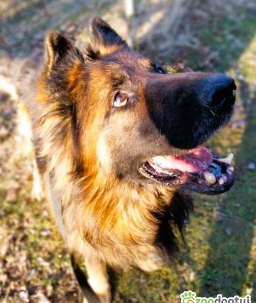 RAMBO - piękny, owczarek długowłosy szuka domu