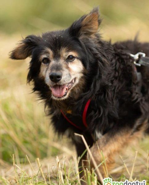 DZIADZIO - 12 lat na łańcuchu, teraz schronisko, ADOPTUJ!