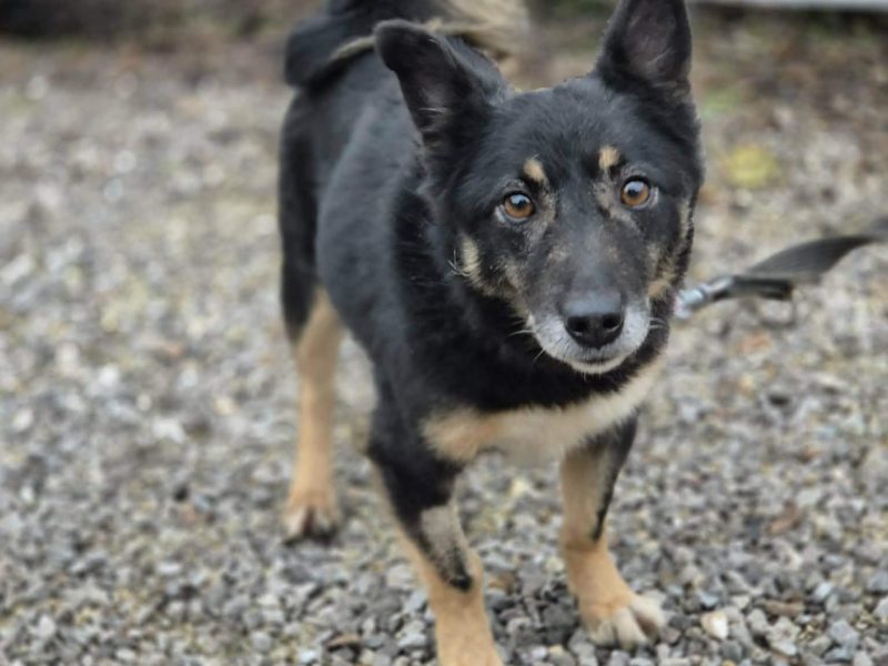 Józia - nakolankowa, wesoła sunia szuka domu!
