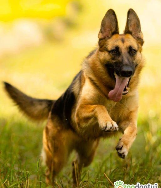 GANA - piękna sunia w typie owczarka szuka domu