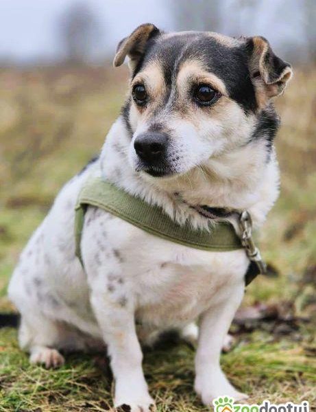 OLUŚ - niewielki, wrażliwy psiak szuka domu