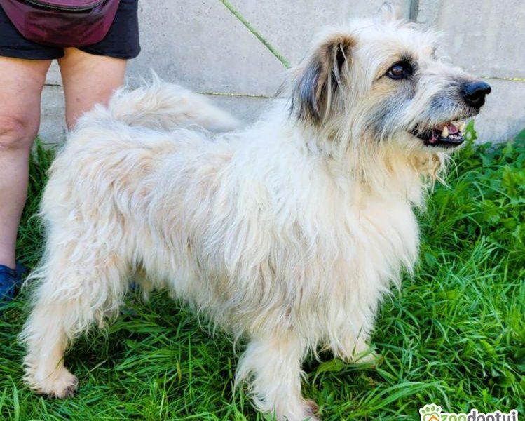 FILC - starszy, kochany psiak szuka domu