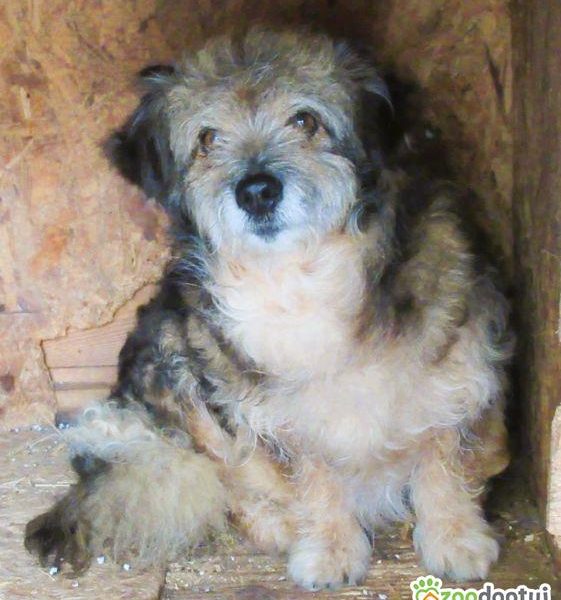 LOCZEK - mały, kochany psiak szuka domu