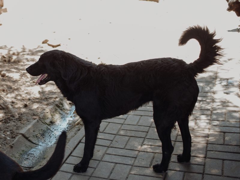 Pluto - łagodny, wesoły LABRADOR mix szuka domu