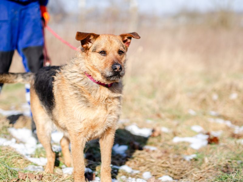 Kufel - fantastyczny, szorstkowłosy psiak szuka domu!