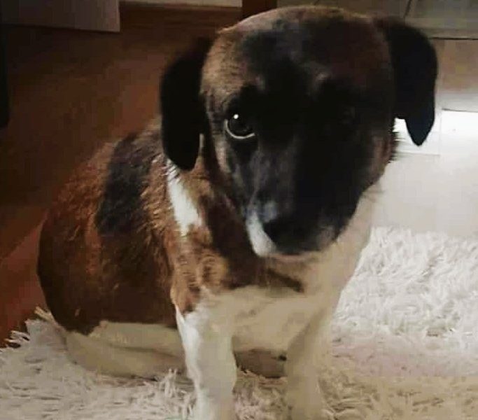 SZAFIR - niewielki psiak szuka domu po śmierci Pana