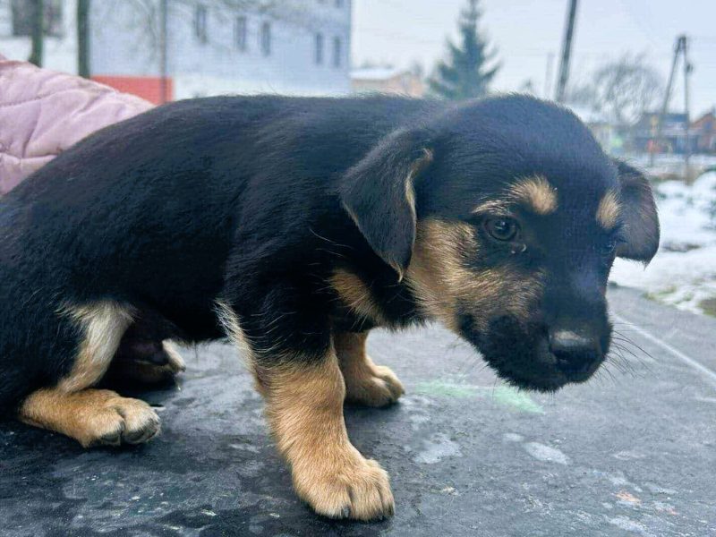 7 szczeniaczków PILNIE szuka najlepszych domów