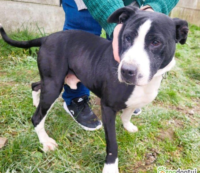 BINGO - kochany psiak w typie amstaffa szuka mądrego domu