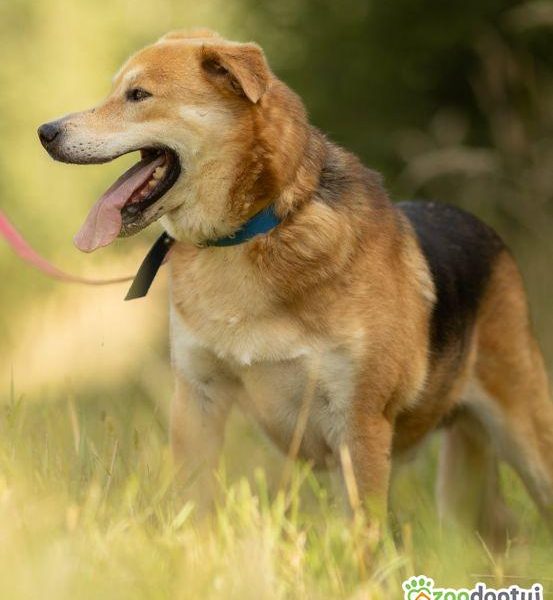 TAYLOR - kochany psiak za kratami schroniska, ADOPTUJ
